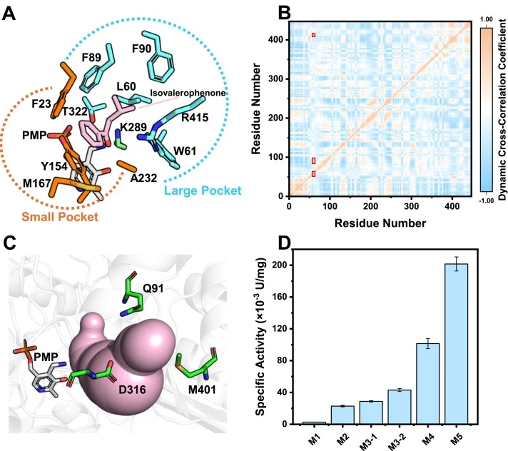 (A) Representative binding conformation of isovalerophenone in the active pocket of LMG45_WT. Residues in the small and large pockets are shown as stick representations in orange and cyan, respectively; the substrate isovalerophenone, pyridoxamine 5′-phosphate (PMP), K289 are shown as stick represen