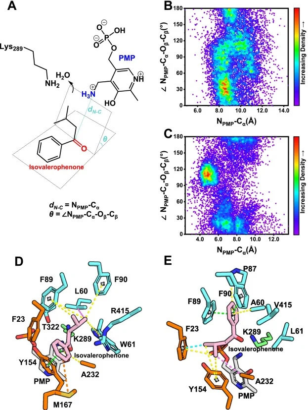 (A) Definition of the geometric criteria for characterizing the pre-reactive state. Pre-reactive conformational density of the isovalerophenone in WT (B) and M6 (C). Enzyme-substrate interactions in WT (D) and M6 (E); π-alkyl interaction (yellow), π–π interaction (green), π‑sulfur interaction (orang