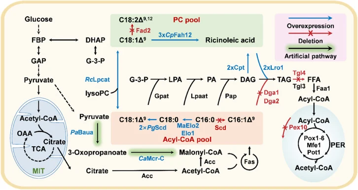 Metabolic pathway for the biosynthesis of ricinoleic acid-rich single cell oilin Y. lipolytica. Abbreviations: Acc, acyl-CoA carboxylase; Acl, ATP-citrate lyase; CaMcr-C, C-terminal fragment of malonyl-CoA reductase; CpFah12, Δ12-oleic acid hydroxylase from Claviceps purpurea; Cpt, cholinephosphotra