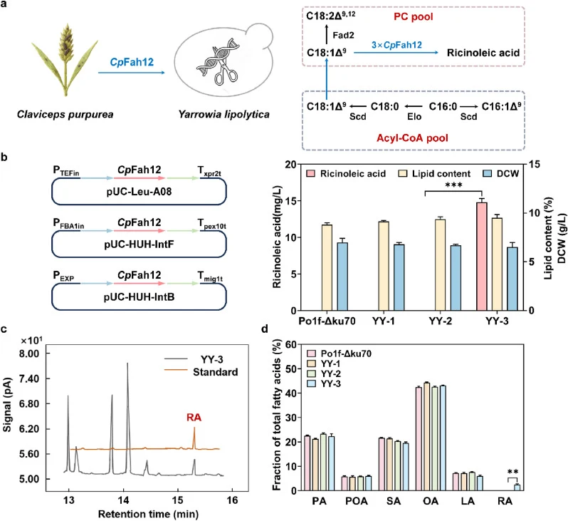 Introducing the fatty acid hydroxylase gene for de novo synthesis of ricinoleic acid in the strain Y. lipolytica Po1f-Δku70. (a) Schematic diagram of the ricinoleic acid synthesis pathway. (b) The ricinoleic acid titers, lipid content, and DCW of the initial strain and engineered strains. (c) Gas ch