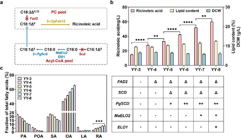 Increasing the supply of the oleic acid pool to raise the proportion of ricinoleic acid. (a) Schematic diagram of the accumulation pathways of oleic acid and ricinoleic acid. Blue arrows represent overexpression, red arrows represent knockout, and yellow arrows represent previous work. (b) The ricin