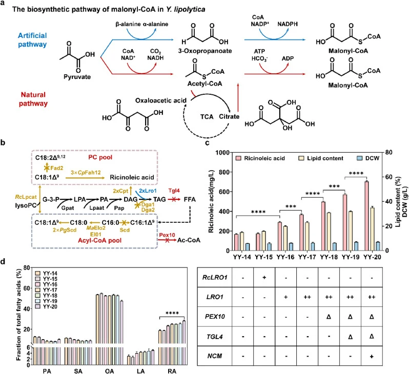 Boosting the total lipid content by improving the supply of Lro1, deleting PEX10 and TGL4, and introducing the NCM pathway. (a) The biosynthetic pathway of malonyl-CoA (b) Schematic diagram of the ricinoleic acid accumulation pathway. Blue arrows represent overexpression, red arrows represent knocko