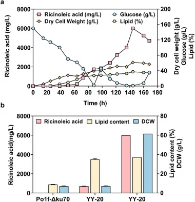 Fed-batch fermentation in a 5-L bioreactor. Samples were taken every 12 h to figure out the glucose concentration, DCW, ricinoleic acid titer, and lipid content (a). DCW, ricinoleic acid titer, and lipid content of engineered strains in shake-flask fermentation and 5-L bioreactor (b).