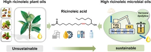 Single cell oil enriched in ricinoleic acid biosynthesis fro