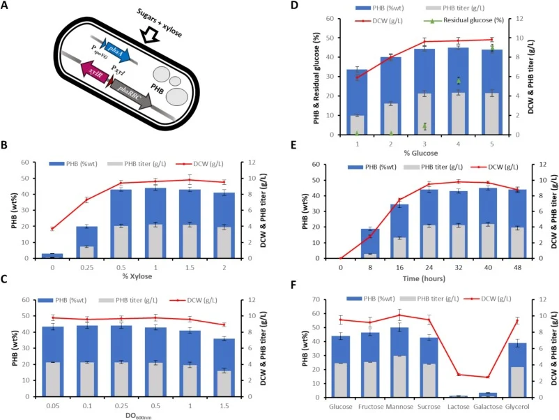 Performance of Bacillus subtilis BS2a under different cultivation conditions for polyhydroxybutyrate accumulation. (A) Schematic representation of polyhydroxybutyrate biosynthesis in the engineered BS2a strain from sugars under xylose induction. (B) Influence of xylose concentration (0–1 % w/v) on p
