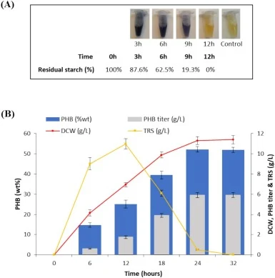 Dynamics of polyhydroxybutyrate production, cell growth, and starch hydrolysis in Bacillus subtilis BS4. (A) Starch hydrolysis was monitored by adding iodine solution to the culture supernatants collected at different time points. (B) Time-course of polymer content (%wt, blue bars), polymer titer (g