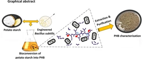 One-step polyhydroxybutyrate production from potato starch b