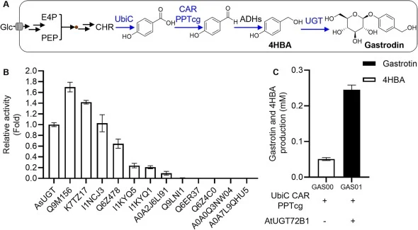 Construction of the gastrodin biosynthetic pathway in S. cerevisiae. A. Schematic overview of the engineered yeast pathway for gastrodin biosynthesis. The pathway consists of E. coli chorismate pyruvate-lyase (UbiC), Nocardia iowensis carboxylic acid reductase (CAR), Corynebacterium glutamicum phosp