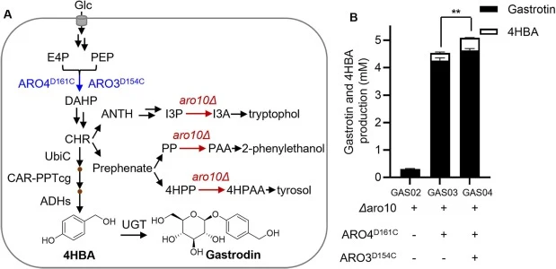 Effect of relieving DAHP synthase feedback inhibition on gastrodin production. A. Schematic representation illustrating how enhanced DAHP synthase activity increases flux into the shikimate pathway. Feedback inhibition of DAHP synthase was alleviated by overexpressing the feedback-resistant variants