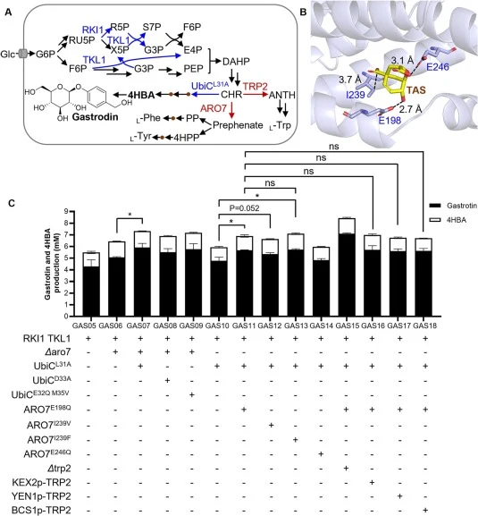 Relieving bottlenecks in the shikimate biosynthesis pathway. A. Schematic representation of engineering interventions applied to strengthen flux through the shikimate pathway for gastrodin production. The native ribose-5-phosphate ketol-isomerase gene RKI1 and transketolase gene TKL1 were overexpres