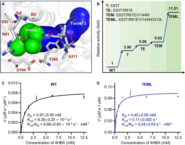 Directed evolution of AtUGT72B1 for improved catalytic activity through iterative saturation mutagenesis. A. Tunnel analysis of AtUGT72B1. Tunnel 1, predicted for 4HBA access, is shown in green, and tunnel 2, used for UDPG entry/exit, is shown in blue. Residues lining the tunnels are displayed as st