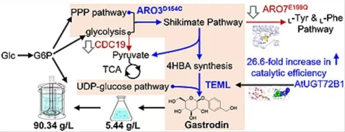 System-level metabolic and enzyme engineering enables high-t