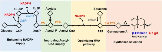 Schematic of pathway engineering toward β-elemene production in the nonconventional yeast O. polymorpha . Rewiring central carbon flux, such as by optimizing the MVA pathway, enhancing the supply of acetyl-CoA and NADPH, and downregulating competitive pathways, enabled overproduction of the sesquite