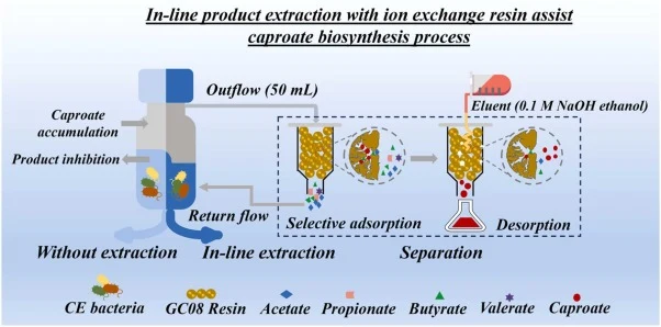 Process schematic of the caproate accumulation reactor coupled with GC08 resin in-line extraction system.