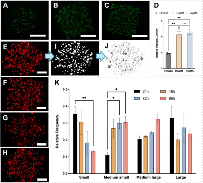 (A–C) Representative GFP fluorescence images showing germinated B. subtilis spores encapsulated within PEGDA 700, HAGM, and AlgMA hydrogels, respectively. Scale bar: 500 μm. (D) Quantification of relative GFP fluorescence intensity for spores encapsulated in PEGDA 700, HAGM, and AlgMA, indicating di