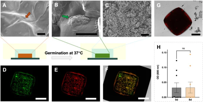 (A-C) SEM images of the spore-encapsulating core before germination (A), after germination (B), and the porous PEGDA-based shell layer (C). The orange arrow indicates an encapsulated spore, while the green arrow highlights germinated bacteria forming a cluster. Scale bar: 10 μm. (D-F) Fluorescence m