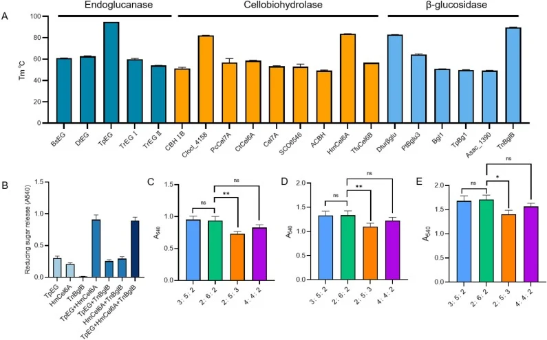 Screening and optimization of a thermostable cellulase cocktail for high-temperature cellulose hydrolysis. (A) Tm of selected cellulases determined by DSF. (B) Synergistic hydrolysis of TpEG, HmCel6A, and TnBglB on Whatman No. 1 filter paper at 80 °C for 24 h with a total protein loading of 100 μg.