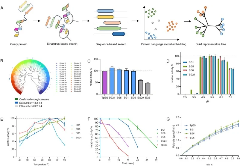 Artificial intelligence-assisted mining and experimental validation of thermostable endoglucanases (EGs). (A) Schematic overview of the VenusMine pipeline. (B) Representation tree based on ProstT5 embeddings showing sequence clustering and functional annotations. (C) Relative activities of candidate