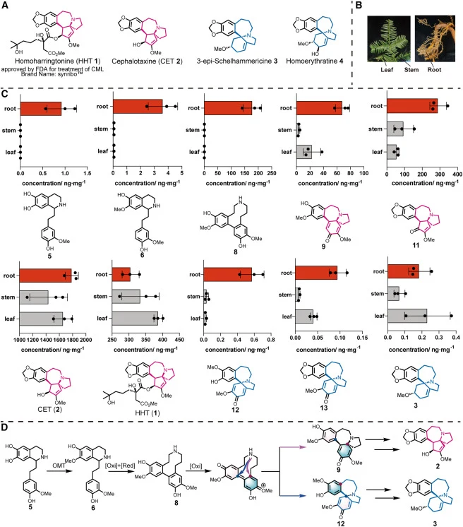 CET-type and homoerythrina-type alkaloids in Cephalotaxus and the proposed biosynthetic pathways (A) Two important classes of alkaloids isolated from Cephalotaxus: CET-type (pink) alkaloids and homoerythrina-type (blue) alkaloids. (B) Different tissues of C. fortunei: leaf, stem, and root were colle