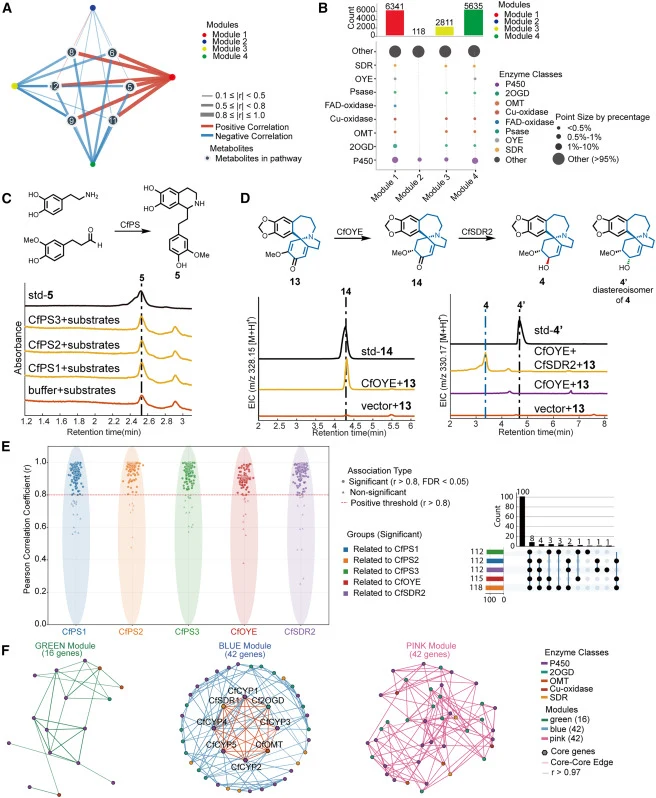 WGCNA analysis, combined with metabolite determination, was used to identify bait genes and uncover co-expressed candidates involved in the CET and homoerythrina biosynthesis pathways (A) Combined gene expression profiles and 6 key intermediates determination data were used to build a correlation ne