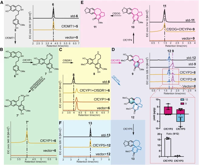 Discovery of the key missing enzymes for cephalotaxinone and homoerythratine biosynthesis (A) Expression of CfOMT1 in N. benthamiana, with co-infiltration of 5, leads to the generation of reduced product 6 (m/z 330.17 ± 0.01). Std-6 represents the chemically synthesized standard compound 6. (B) Expr