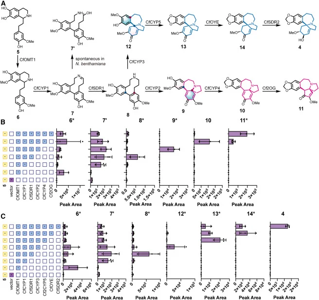 Reconstitution of the complete biosynthetic pathways for cephalotaxinone and the putative homoerythratine in N. benthamiana (A) Proposed biosynthetic pathway of cephalotaxinone and homoerythratine reconstituted in N. benthamiana through transient co-expression of identified biosynthetic genes from C