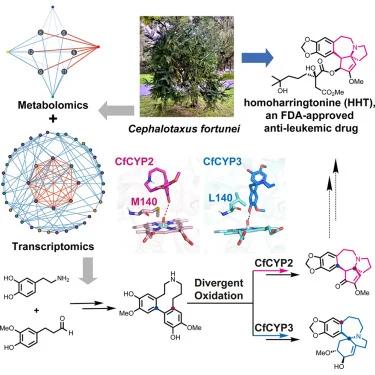Complete biosynthesis of the anticancer cephalotaxinone and