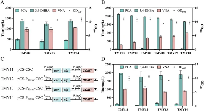 Effect of multi-copy integration on vanillyl alcohol biosynthesis. (A) Integration of ADH6 gene driven by promoters with different strengths; (B) Integration of 6 copies of AtCOMT-V314I gene; (C) Plasmid construction using promoters with different strengths; (D) Vanillyl alcohol production via car-s
