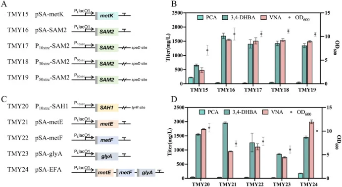 Improved methylation efficiency via enhanced SAM supply and cycle. (A) Plasmid construction of SAM synthetases from different sources and genomic integration of SAM2; (B) Effect of enhanced SAM supply on vanillyl alcohol production; (C) Enhanced SAH hydrolysis to relieve feedback inhibition on methy