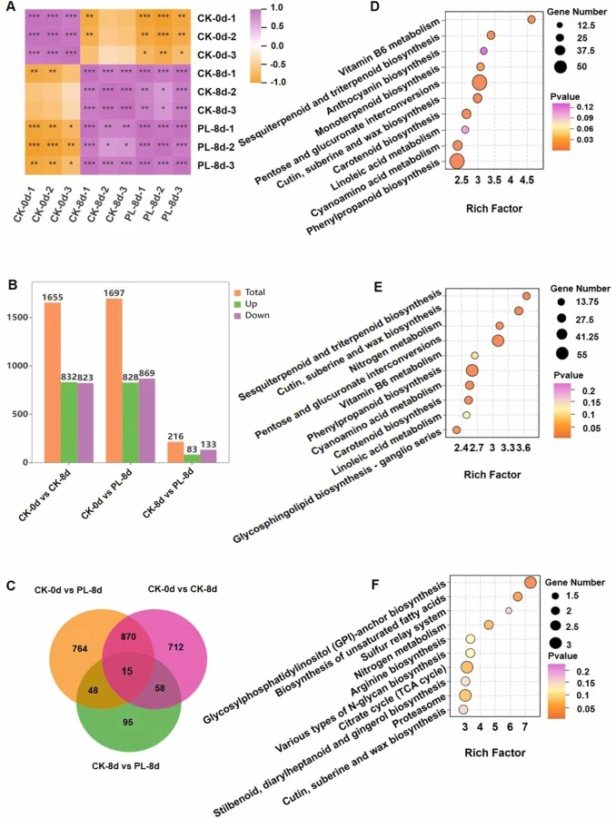 Transcriptome analysis. (A) Correlation analysis of each sample. (B) Number of upregulated and downregulated DEGs in the CK-0d vs CK-8d, CK-0d vs PL-8d, and CK-8d vs PL-8d groups. (C) Three sets of DEGs Venn diagrams. (D) KEGG enrichment pathway map of CK-0d vs CK-8d. (E) KEGG enrichment pathway map