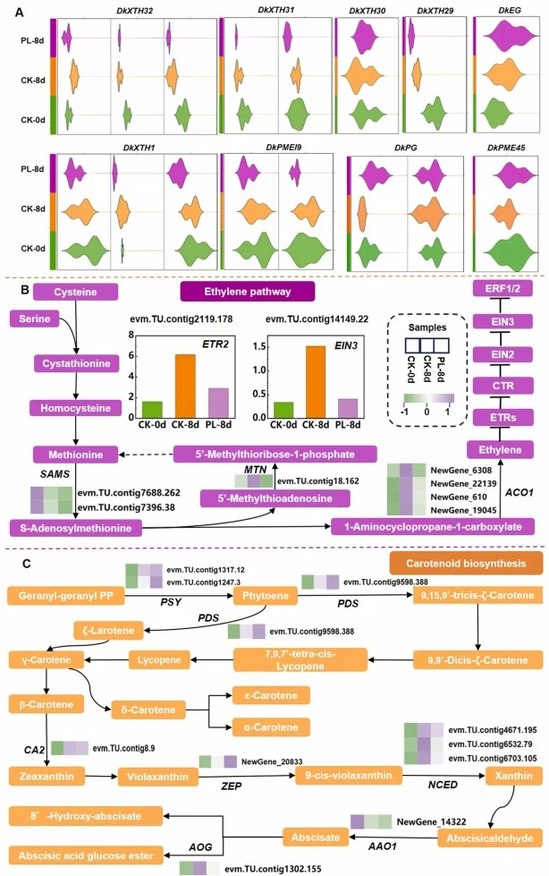 Analysis of color and texture in persimmon fruit. (A) Multi-row and multi-column violin diagram. The row represents different persimmon samples, and the column represents different DEGs expressed using FPKM values. XT, Xyloglucan endotransglucosylase/hydrolase；EG, Endoglucanase；PMEI9, Pectin methyle