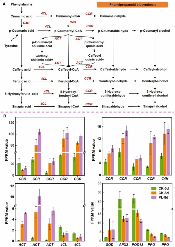 Analysis of antioxidant capacity in persimmon fruit. (A) Phenylpropanoid biosynthesis. The FPKM values of the genes are shown in the bar graphs. (B) FPKM values of genes: CCR, cinnamoyl-CoA reductas; C4H, trans-cinnamate 4-monooxygenase; ACT, shikimate O-hydroxycinnamoyltransferase; 4CL, 4-coumarate