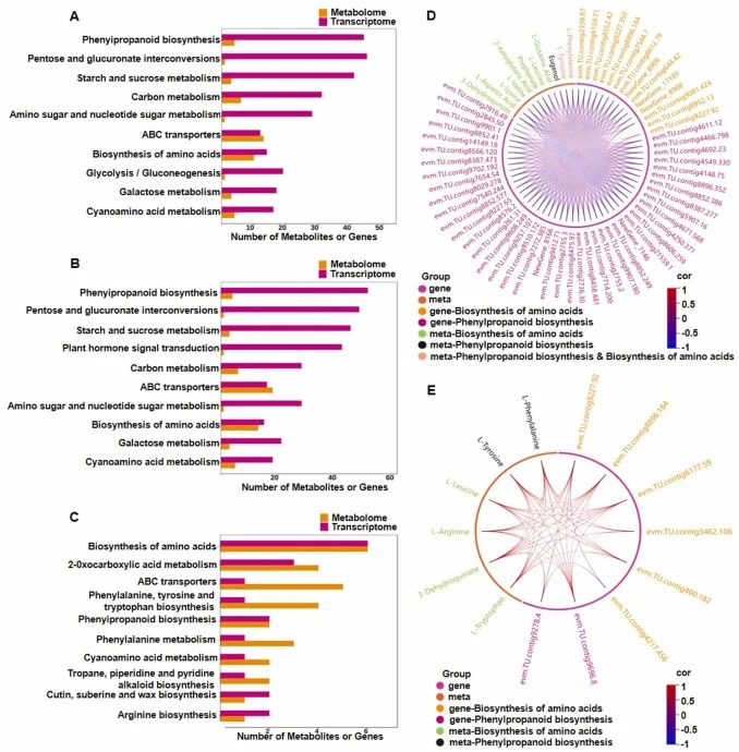 Joint analysis of metabolome and transcriptome. (A) KEGG enrichment pathway top10 map of CK-0d vs CK-8d DEGs and DAMs. (B) KEGG enrichment pathway top10 map of CK-0d vs PL-8d DEGs and DAMs. (C) KEGG enrichment pathway top10 map of CK-8d vs PL-8d DEGs and DAMs. (D) In the CK-0d vs CK-8d comparison gr