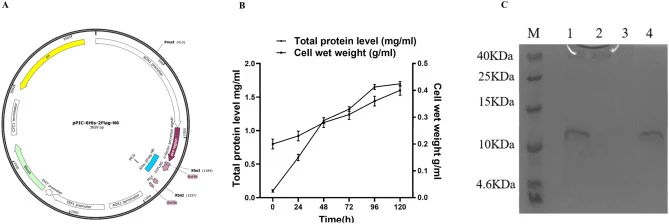 Expression, purification, and cleavage of 6His-2Flag-N6. (A) Schematic diagram of recombinant expression plasmid pPIC-6His-2Flag-N6. (B) Time course of total secreted protein levels and cell wet weight during high-density fermentation. Samples were taken at the indicated time points (0, 24, 48, 72,