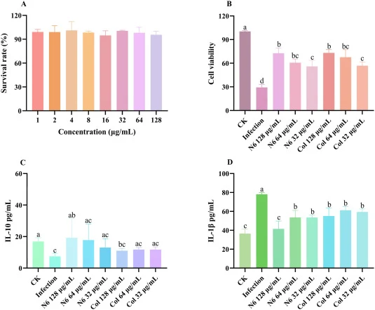 N6 protects BEAS-2B cells against K. pneumoniae infection. (A): Cytotoxicity of N6 at various concentrations in BEAS-2B cells. (B): Effect of N6 on cell survival rate in K. pneumoniae-infected BEAS-2B cells. (C): Regulation of inflammatory cytokine expression IL-10 by N6 in infected cells. (D): Regu