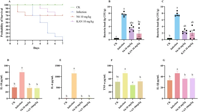 Protective effects of N6 against K. pneumoniae infection in mice. (A) Survival probability within 7 days post-infection. (B) Bacterial load (lg CFU/g) in mouse lung tissue at 7 days post-infection. (C) Bacterial load (lg CFU/g) in mouse brain tissue at 7 days post-infection. (D–G) Serum cytokine lev