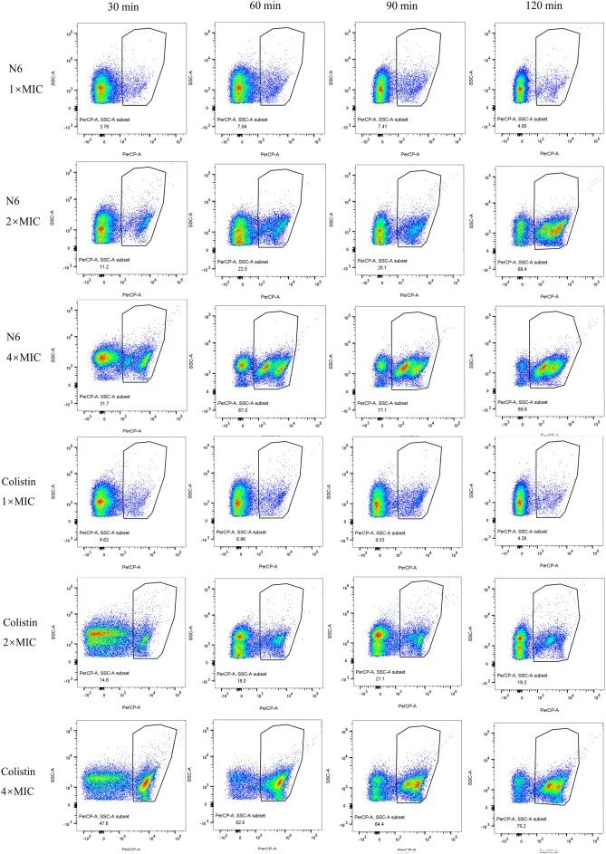 FACS analysis of time- and concentration-dependent membrane permeability of K. pneumoniae S469 exposed to N6 and colistin. Rows correspond to groups treated with N6 (1× MIC, 2× MIC, 4× MIC) and colistin (1× MIC, 2× MIC, 4× MIC), respectively. Columns represent exposure times (30 min, 60 min, 90 min,
