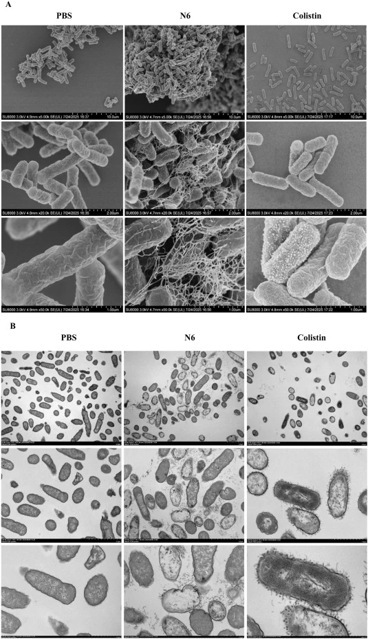 Morphological changes of K. pneumoniae S469 treated with N6 or colistin. (A) Scanning Electron Microscopy (SEM) images of the PBS control, N6-treated, and colistin-treated groups (left to right) at magnifications of ×5k, ×20k, and ×50k (top to bottom). (B) Transmission Electron Microscopy (TEM) imag