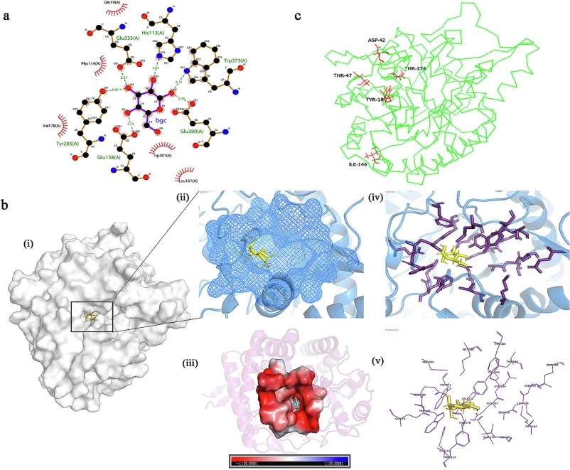 Integrated structural analysis and mutation site identification of Bgl1269 β-glucosidase. (a) Two-dimensional interaction diagram of the active site residues with β-d-glucopyranose. Key interactions include hydrogen bonds (green dashed lines), hydrophobic contacts (red semicircles), and π-π stacking