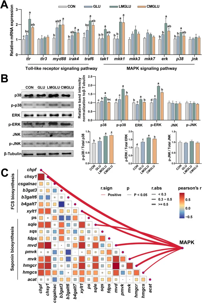 Expression profiles of genes and proteins related to the TLR and MAPK signaling pathways. (A) Expression profiles of genes related to TLR and MAPK signaling pathways. (B) Expression profiles of MAPK signaling pathway proteins. (C) Mantel test heat map of saponin and FCS biosynthetic genes and MAPK s