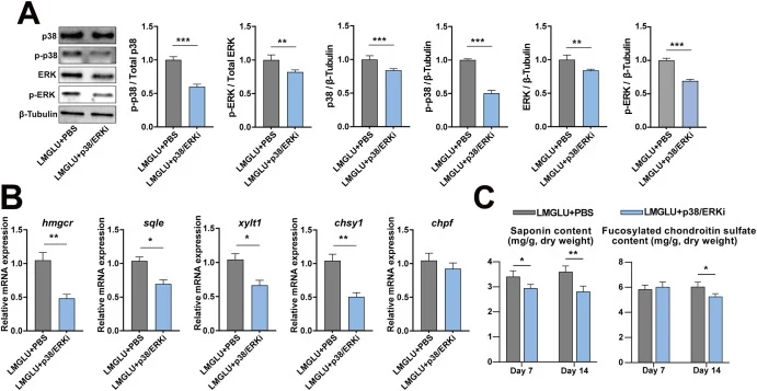 The MAPK signaling pathway modulates saponin and FCS biosynthesis in sea cucumber body wall. (A) Expression profiles of MAPK signaling pathway proteins at 24 h post-inhibitors injection. (B) Expression levels of hmgcr, sqle, xylt1, chsy1, and chpf at 24 h post-inhibitors injection. (C) Body wall sap