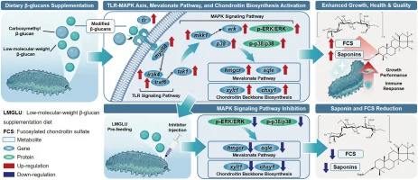 Modified β-glucans promote saponin and fucosylated chondroit