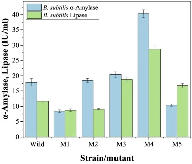 Effect of increasing EMS concentrations on α-amylase and lipase activity for wild type and mutant strains (M1: 50 μl, M2: 100 μl, M3: 150 μl, M4: 250 μl and M5: 400 μl EMS) of B. subtilis.