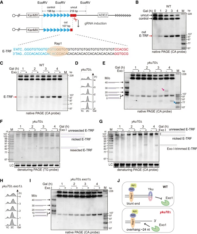 The de novo telomere is capped by Yku, preventing Exo1-mediated resection (A) Schematic of the de novo telomere induction system (not to scale; EcoRV sites are displayed). A KanMX 250-bp TG1-3/C1-3A cassette is inserted at the ADH4 locus, and an ADE2 marker is inserted at the MNT2 locus to monitor l