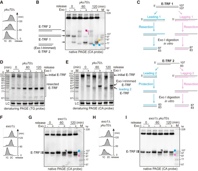 两条子端粒均受到Yku70的保护（A、F和H）在yku70Δ（A）、exo1Δ（F）和yku70Δ exo1Δ（H）细胞释放入细胞周期前后的DNA含量FACS分析。（B、G和I）yku70Δ（B）、exo1Δ（G）和yku70Δ exo1Δ（I）细胞单次DNA复制过程中3′突出端的Southern blot分析。