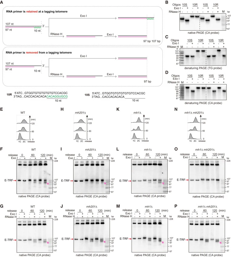 The RNA primer is retained on the lagging-strand telomere in rnh201Δ cells (A) Schematic of RNA primer detection. Two pairs of oligonucleotides were tested in vitro, one with 10-bp DNA-RNA hybrid at the termini (top) and one with a 10-nt 3′ overhang (bottom), demonstrating the activities of RNase H