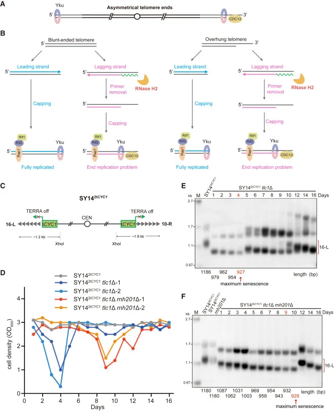 RNA primer retention delays senescence (A) Schematic of asymmetrical telomere ends. (B) An asymmetrical end model of telomere replication (see the text for a detailed description). (C) Schematic of the insertion of the CYC1 terminator (tCYC1) proximal to the two native telomeres (represented by gray