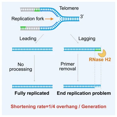 Asymmetrical end structures of leading and lagging telomeres