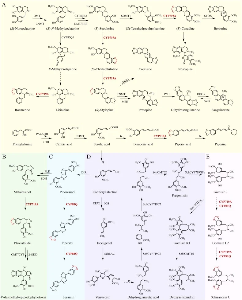 Alkaloid and lignan pathways. Methylenedioxy bridge formation in alkaloid (A), podophyllotoxin (B), and sesamin (C) biosynthesis. (D) Dibenzocyclooctadiene lignan biosynthetic pathway. (E) Proposed pathway for MDB formation in schisandrin C biosynthesis. Solid arrows represent elucidated steps, and