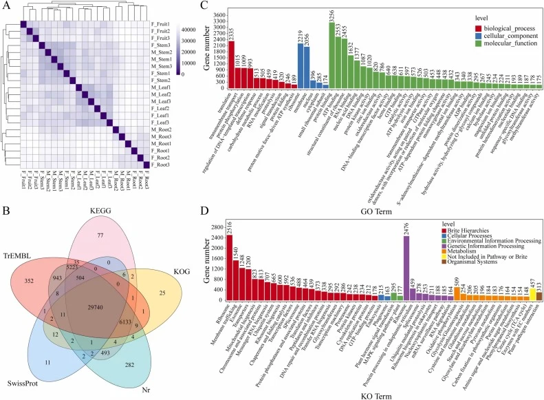 Transcriptome analysis. (A) Correlation heatmap showing the reproducibility among biological replicates. (B) Venn diagram showing the overlap of unigene annotations among five public databases. (C) GO classification of the assembled unigenes in the biological process, cellular component, and molecul